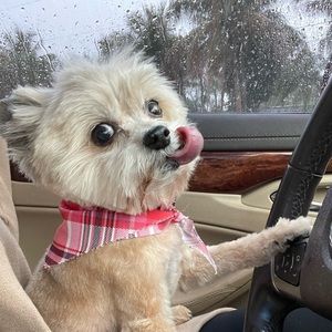 Meet your Posher, Holly